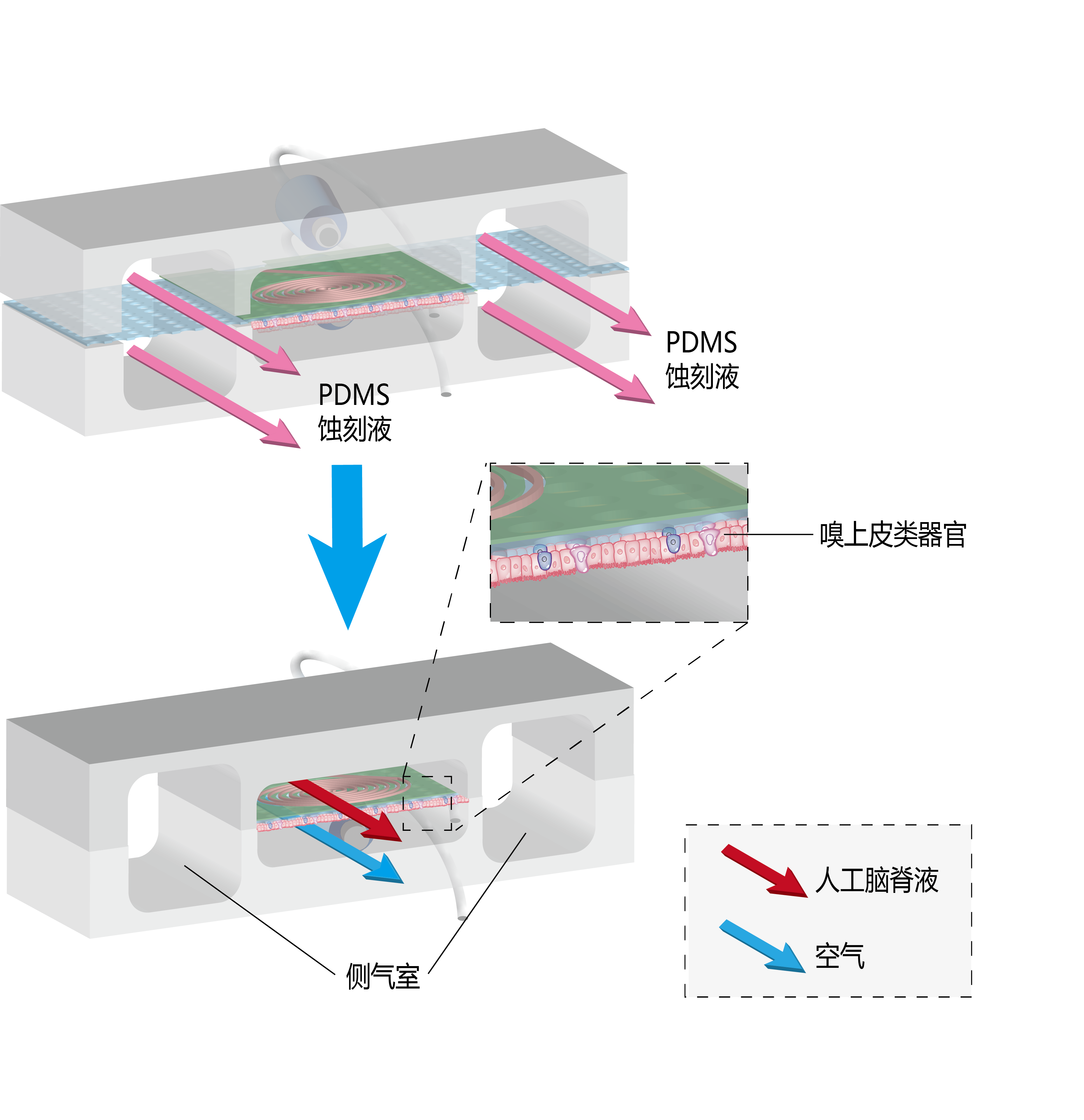 气液界面芯片结构示意图